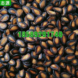 志源6P環(huán)保節(jié)能瓜子烘干機 打造五香瓜子的干燥利器